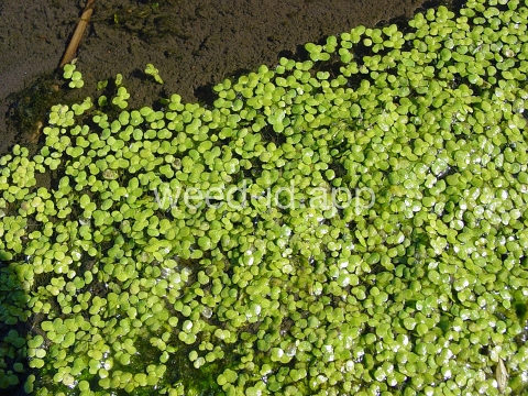 duckweed, common